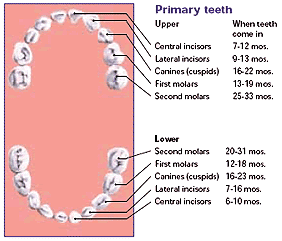 Graphic of Primary Teeth, Forest Hill Children's Dentistry